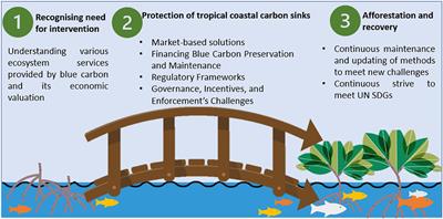 Tropical blue carbon: solutions and perspectives for valuations of carbon sequestration